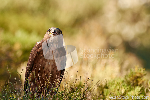Image of Bird, eagle and environment in nature for ecology with ecosystem, feathers and bokeh outdoor in natural habitat. Wild animal, hawk and carnivore by plants in woods for hunting, predator and wildlife