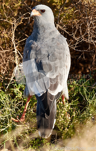 Image of Bird, hawk and tree in environment for ecology with ecosystem, feathers and wings outdoor in natural habitat. Wild animal, eagle and carnivore by plants in nature for hunting, predator and wildlife