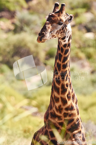 Image of Giraffe, closeup and natural habitat on safari, game reserve and wildlife observation in conservation environment. Africa, tall animal on dry field, travel and tourist attraction in savannah