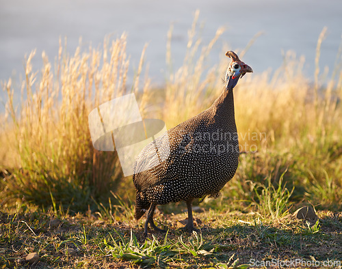 Image of Nature, field and guineafowl with feather on grass for sunset walk, agriculture or ecology in Africa. Coast, hill and wild bird on lawn in summer with conservation, plants and foraging in environment