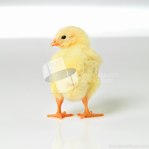 Image of Newborn, chick and cute in studio with isolated on white background, alone and small animal in yellow. Baby, chicken and nurture for farming in agriculture, nature and livestock for sustainability