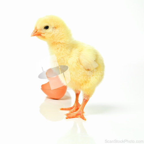 Image of Newborn, chick and egg in studio with isolated on white background, cute and small animal in yellow. Baby, chicken and nurture for farming in agriculture, nature and livestock for sustainability