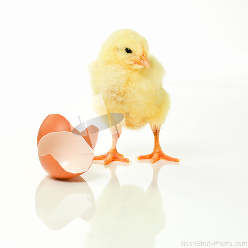 Image of Newborn, chicken and egg in studio with isolated on white background, cute and small animal in yellow. Baby, chick and nurture for farming in agriculture, nature and livestock for sustainability