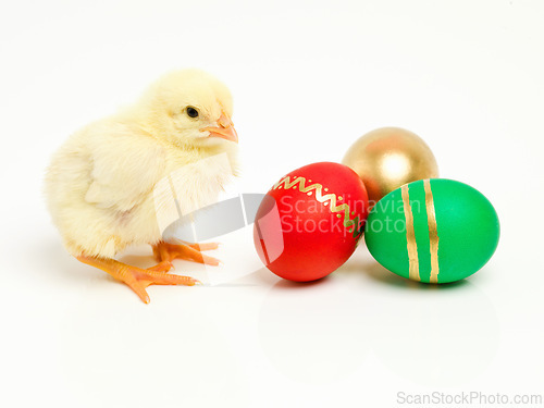 Image of Isolated, chick and egg for easter in studio or traditional, decorative and festive or religious holiday. Wrapped and creative treats or cultural symbolic bird or good Friday on white background