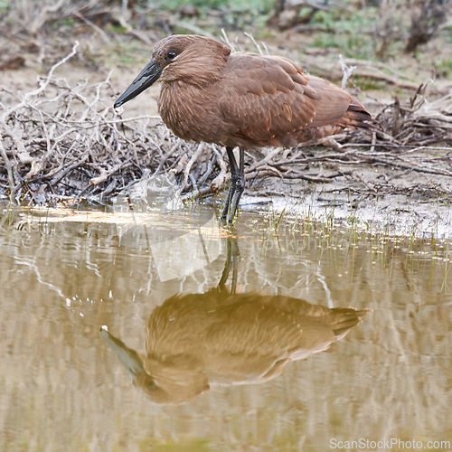 Image of Bird, wetland and stand in natural habitat for conservation, ecosystem and environment for wildlife. Hammerhead or hamerkop, Africa and river in Madagascar, nature and feathered animal in lake.