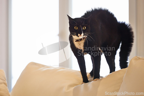 Image of Cat, home and sofa with portrait, surprise and shock of a pet on a living room couch with hair raise. Animal, lounge and stress with black fur of a kitten with fear, anxiety and curiosity in a house