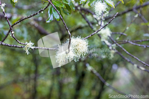 Image of Madeira nature closeup