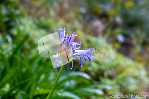 Image of beautiful spring flower