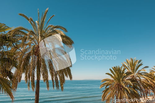 Image of palm trees on blue sea background