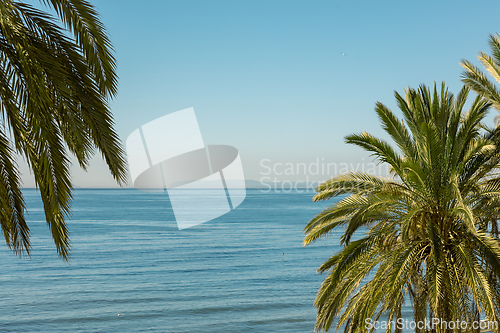 Image of palm trees on blue sea background