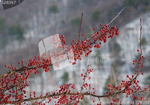 Image of Red Winter Berries