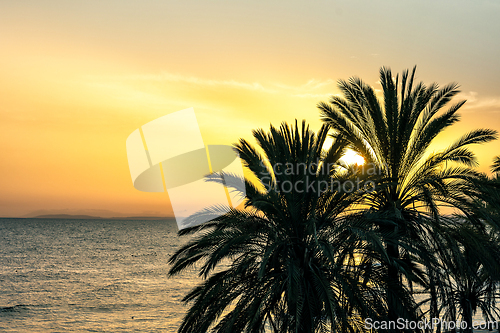 Image of palm tree silhouettes at sunset