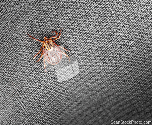 Image of Macro shot of a tick on a detailed woven textile