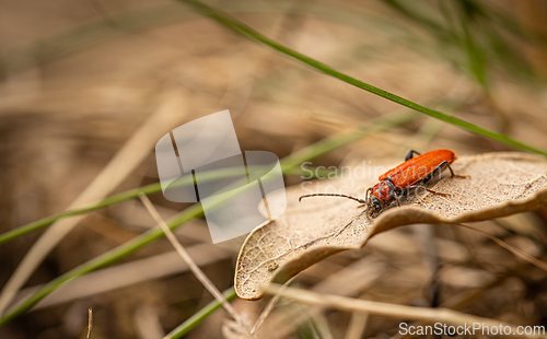Image of Vibrant red beetle crawls