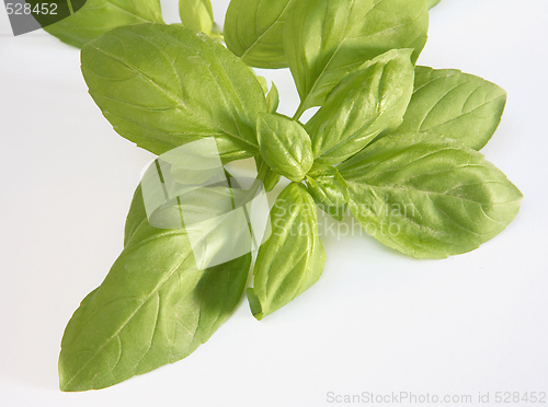 Image of Sprig of basil