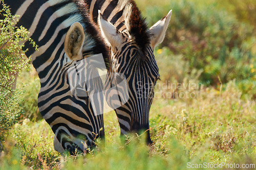 Image of Zebras, grass and outdoor with nature, sunshine and environment with countryside and habitat. Animals, natural and food with summer and plants with safari and bush with wildlife and Africa