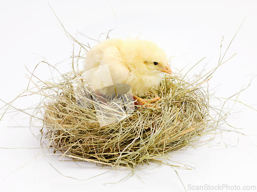 Image of Newborn, chick and nest in studio with isolated on white background, cute and small animal in yellow. Baby, chicken and nurture for farming in agriculture, nature and livestock for sustainability