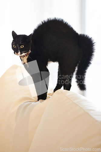 Image of Cat, home and sofa with scared, surprise and shock of a pet on a living room couch with hair raise. Animal, lounge and stress with black fur of a kitten with fear, anxiety and curiosity in a house