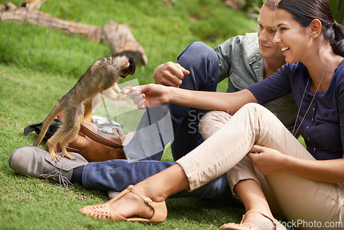 Image of Nature, animal and monkey with couple together for wildlife rescue, outdoor activity or interactive experience. Conservation, zoo and happy man and woman for bonding, holiday or travel at sanctuary