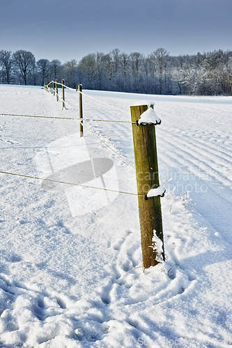 Image of Winter, landscape or fence with nature or snow on frozen morning for weather, climate or cold season. Alaska, roadside or wild plants in woods for ecosystem background, environment or natural habitat