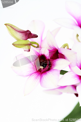 Image of orchid