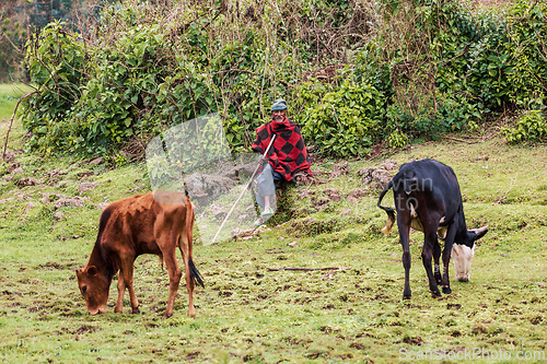 Image of Ethiopian man herds emaciated cows. Tilili, Ethiopia