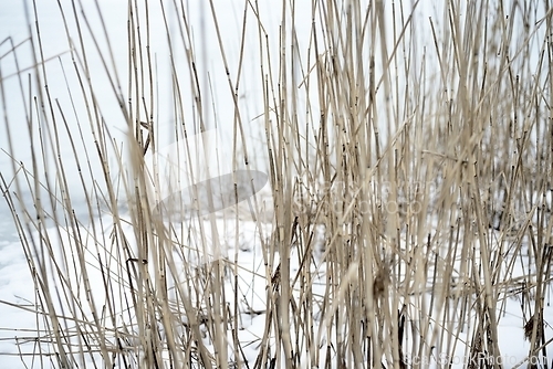 Image of dry reeds on the lake