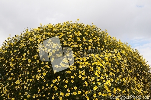 Image of small yellow flowers form a hemisphere