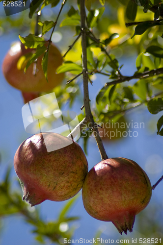 Image of Pomegrenade