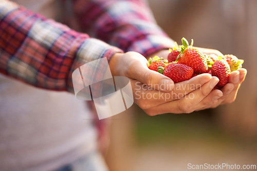 Image of Closeup, person and hands with strawberries for food, fresh produce or harvest in agriculture, farming or nature. Farmer with bunch of red organic fruit for natural sustainability or healthy vitamins