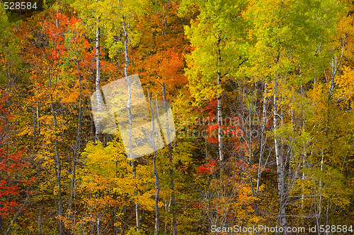 Image of Detail Minnesota Hillside October