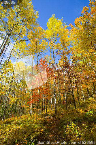 Image of Autumn Path and Blue Sky