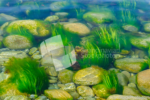 Image of Serene underwater perspective of algae-covered stones in a sunli