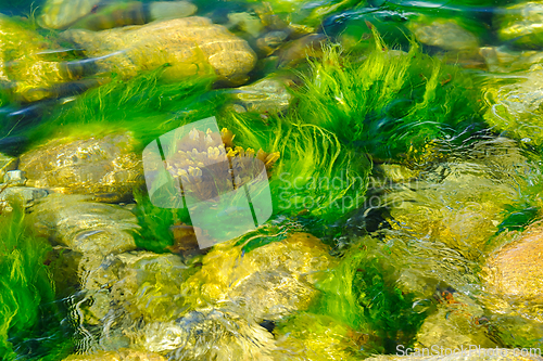Image of Underwater dance of vibrant green seaweed in a shallow rocky str
