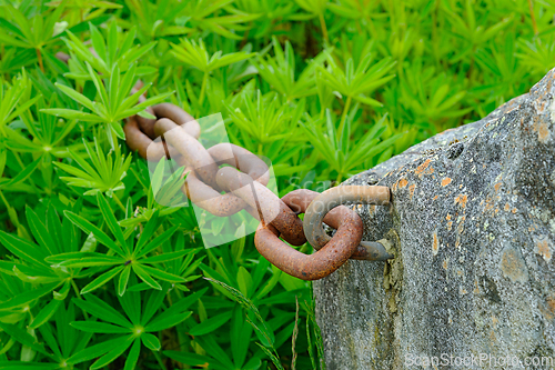 Image of Rusty chain links emerge from a stone in lush greenery on a humi