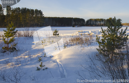 Image of Winter Field in the North Woods