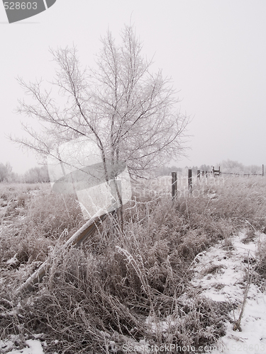 Image of Fence & Tree in Winter