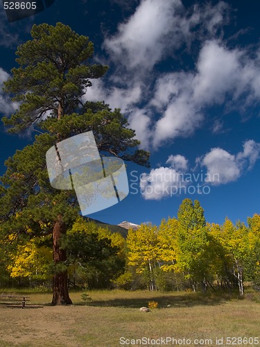 Image of Evergreen in Autumn