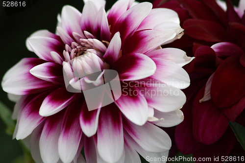 Image of Dahlia