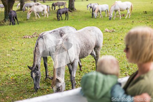 Image of Rear view of woman and child observe horses grazing in a green rural field