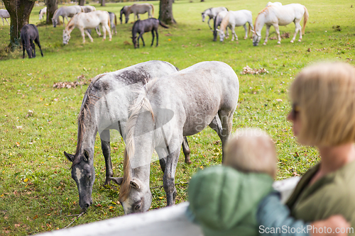 Image of Rear view of woman and child observe horses grazing in a green rural field