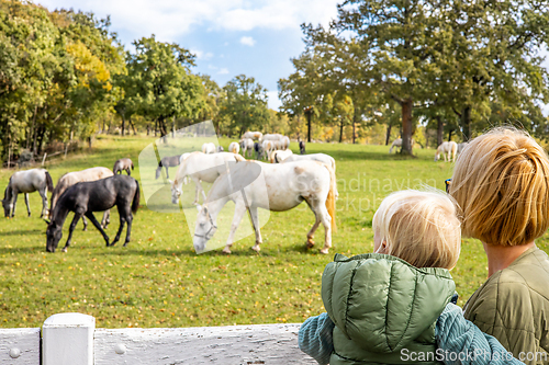 Image of Rear view of woman and child observe horses grazing in a green rural field