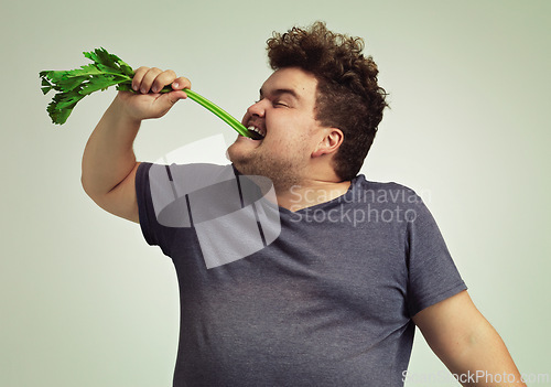 Image of Diet, plus size and man eating vegetable for health benefit, nutrition and wellness in studio in white background. Weight loss, celery stick and male person for healthy food, wellbeing and detox