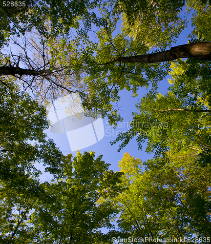 Image of August Canopy