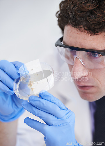 Image of Science, research and man with bacteria in dish for vaccine development, medicine or growth test. Laboratory, investigation and scientist with virus in glass for medical study with microbiome results