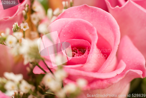 Image of Closeup Rose