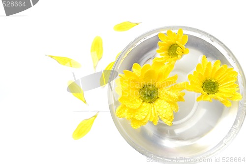 Image of yellow flowers in water and petals