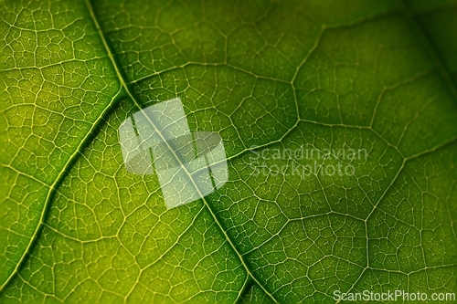 Image of texture of green leaf 