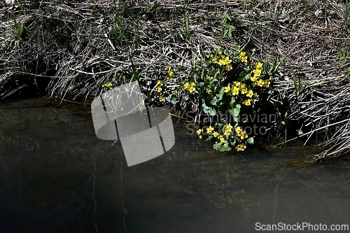 Image of blooming marsh marigold in spring