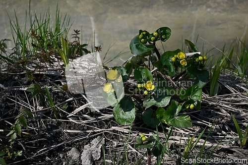 Image of blooming marsh marigold in spring